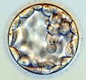 blastocyst